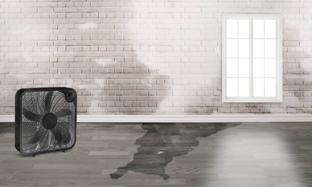 Best Ceiling water damage repair  in Stonegate, CO